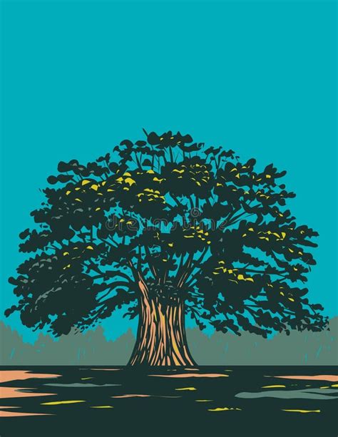 balete tree in english|balete tree illustration.